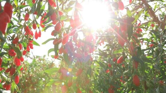 枸杞果实生长在阳光花园的树上
