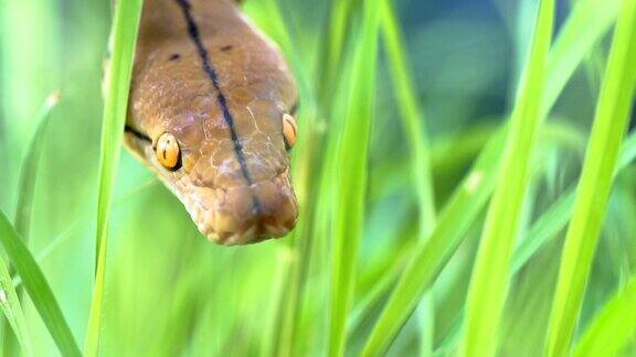 python(莫雷利亚viridis)眼睛的特写