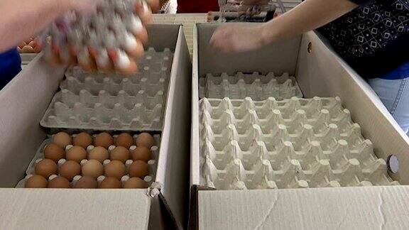一家工厂的鸡蛋生产