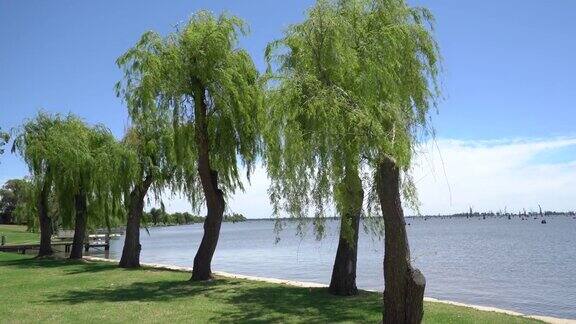 公园里河边的柳树