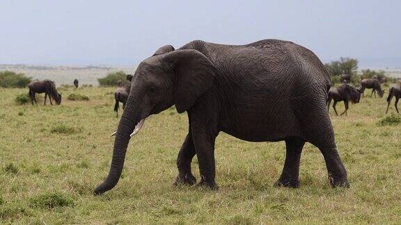 大象在大草原上行走慢镜头