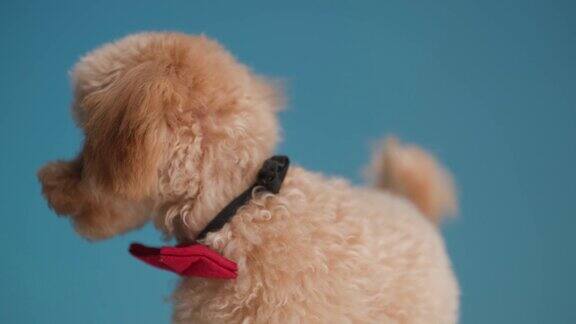 好奇优雅的贵宾狗与红色领结环顾四周和周围和站在蓝色背景的工作室