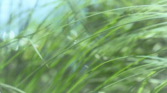 稀薄的绿草在风中摇曳