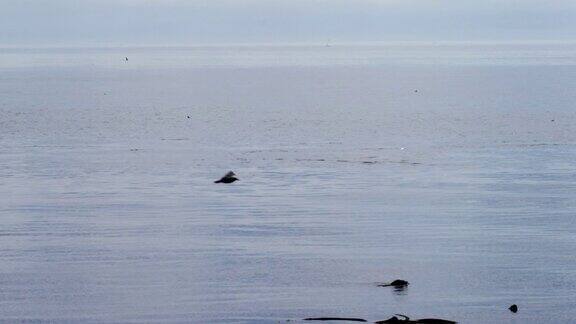 在华盛顿圣胡安岛附近一只鲸鱼浮在周五港的水面上鸟类在头顶飞过
