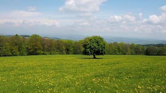 绿油油的草地蔚蓝的天空一棵孤独的树
