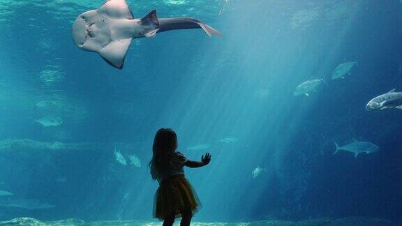 小女孩在水族馆看鱼和海洋动物在鱼缸里游泳好奇的孩子在海洋馆看海洋生物