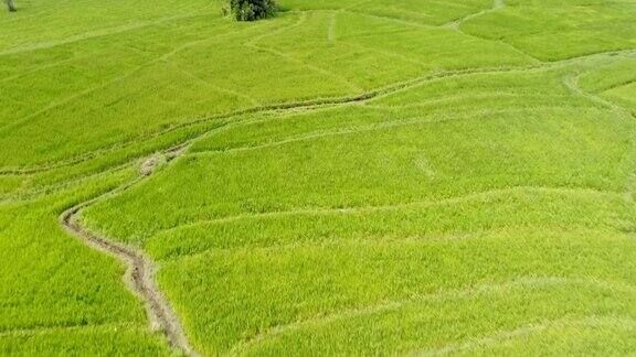 郁郁葱葱的乡村绿地和风景斯里兰卡