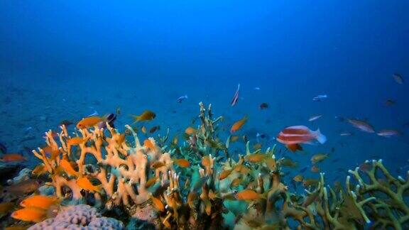 火珊瑚和橙鱼