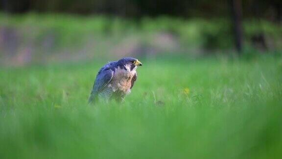 游隼(Falcoperegrinus)在高高的绿色春天的草地上享受它的猎物