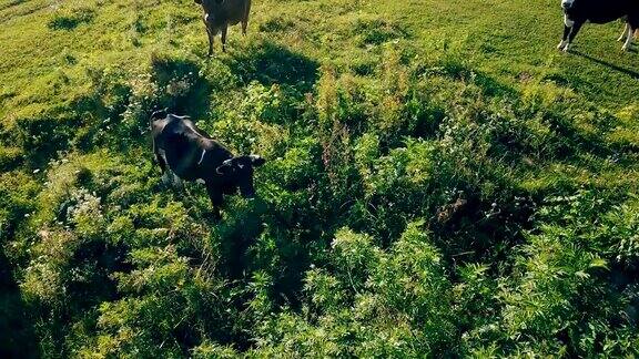 牛在草坪上吃草