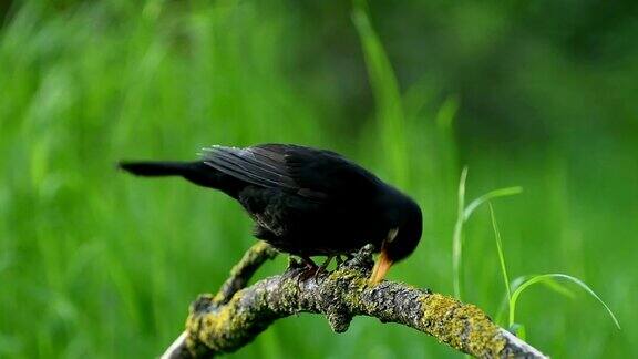 树枝上休息的黑鸟