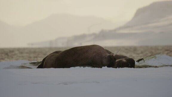 在斯瓦尔巴特群岛海岸休息的海象