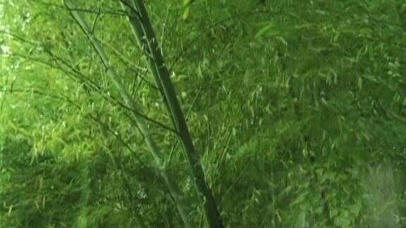 风层中的亚洲竹林