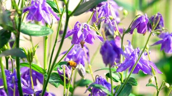 大黄蜂在水仙花上