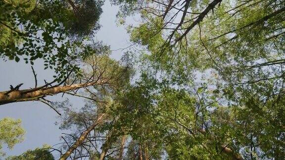 透过树林仰望天空