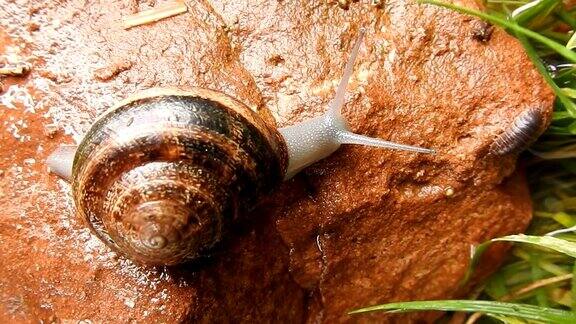 蜗牛在石头上滑行