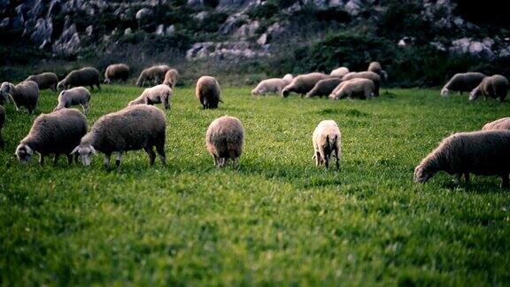 草地上放羊