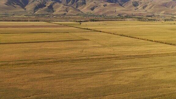 新疆的大片稻田
