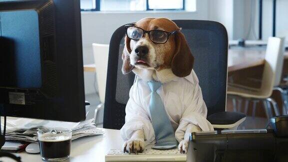 在办公室伏案工作的聪明小猎犬