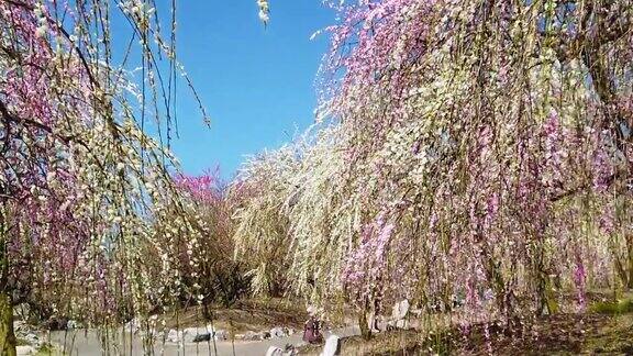 慢镜头穿过日本梅花树