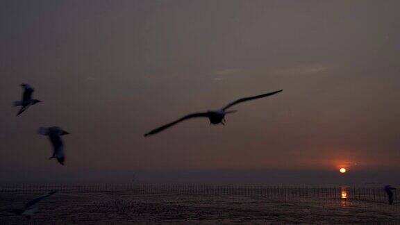 日落时海鸥的侧影