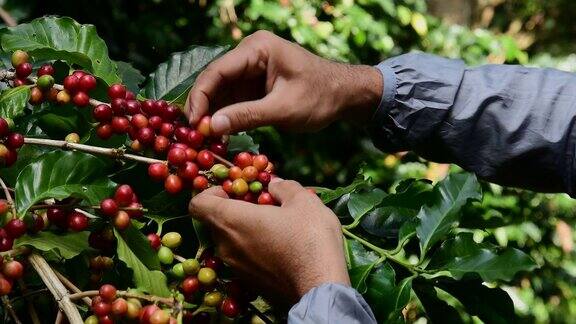 农民在手工采摘成熟的咖啡浆果