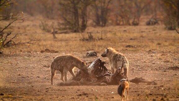 南非克鲁格国家公园里的斑点鬣狗和黑背豺