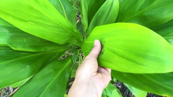 触摸充满活力的绿色棕榈叶