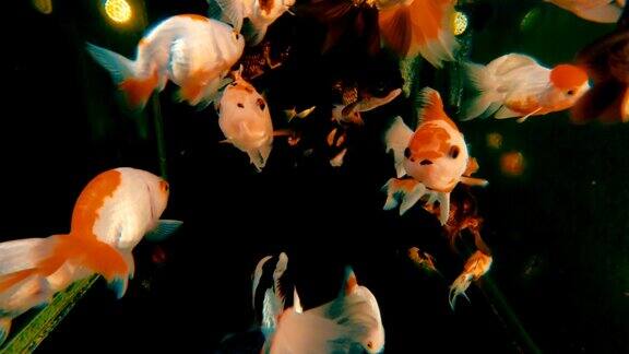 美丽的一群金鱼在池塘里游泳金鱼可爱的动物装饰在房子里近距离的慢镜头
