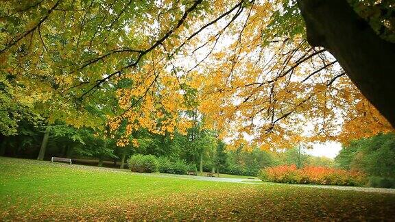 公园里美丽的秋树全高清1080p