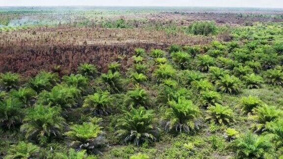 印度尼西亚婆罗洲岛上的棕榈油种植园