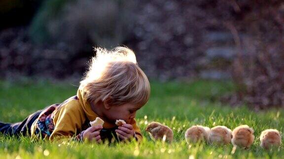 可爱的金发小孩蹒跚学步的男孩骑着三轮车和小鸡在花园里玩小鸡