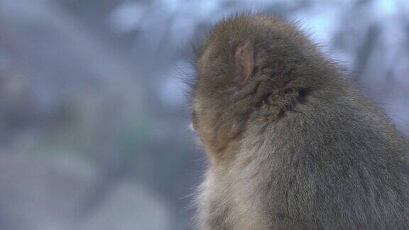 日本雪猴在雪山冬季日本猕猴野生动物
