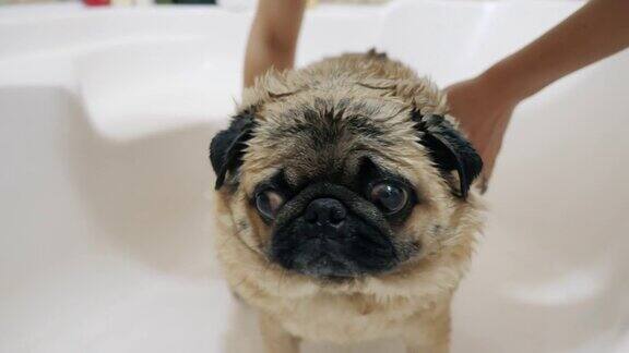 一个女孩在淋浴下洗一只有趣的哈巴狗特写镜头