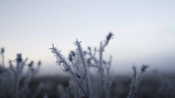 黎明时分冬田上霜冻的植物