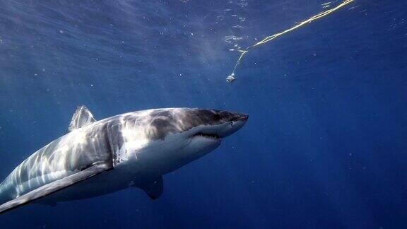 大白鲨慢镜头
