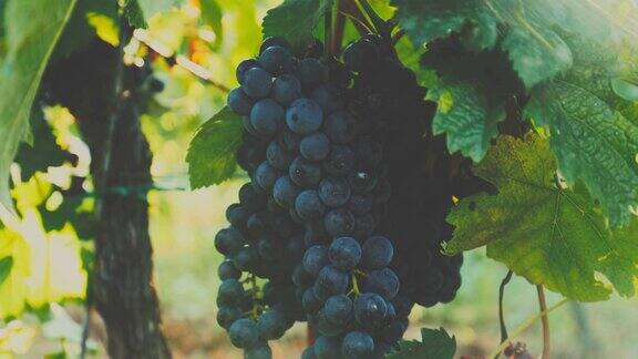 葡萄园里的红酒葡萄