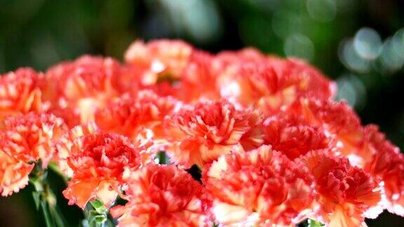 特写花束在光线的照射下旋转花朵组成为亮橙色的土耳其康乃馨背景中有很多绿色植物
