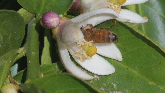 蜜蜂从柠檬花上吃蚜虫