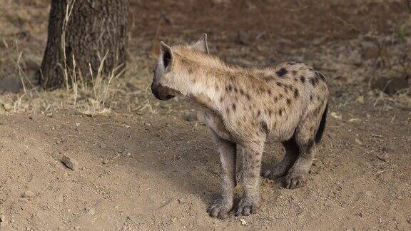 南非克鲁格国家公园一只年轻的斑点鬣狗在它的窝里