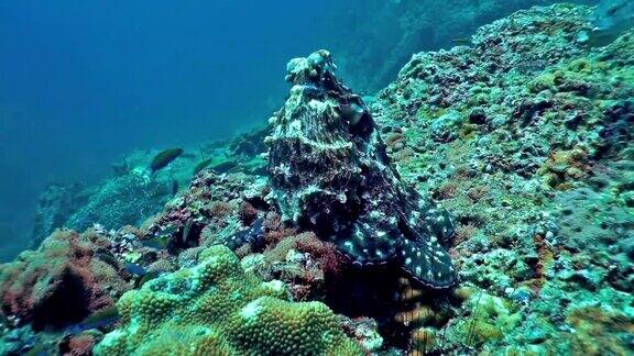 水下暗礁章鱼伪装在珊瑚礁上