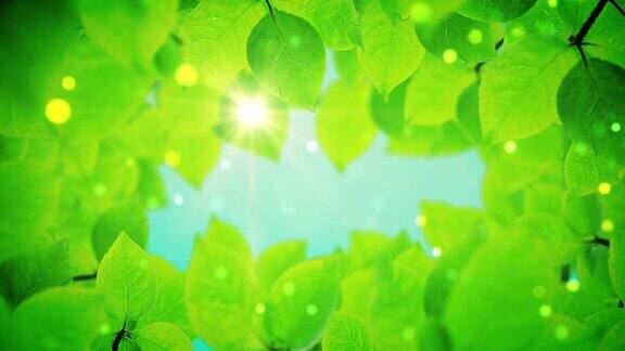 美丽的绿叶在阳光下熠熠生辉