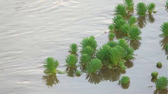 河流中的绿色植物
