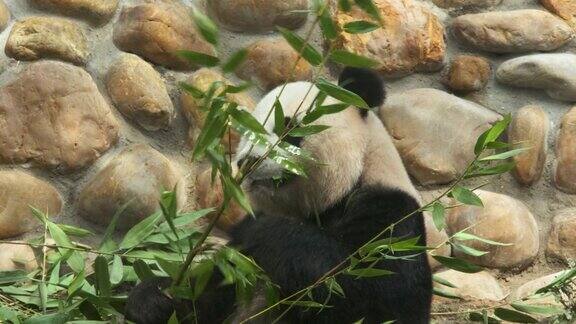 贪婪的大熊猫吃竹子