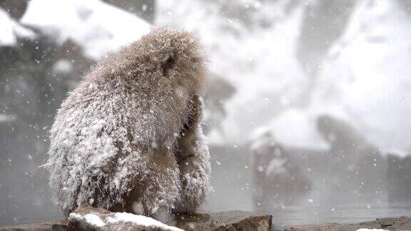 雪猴(日本猕猴)在温泉长野日本
