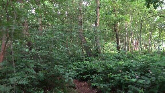 在小森林里的一条小路上行走可以看到脚步的移动
