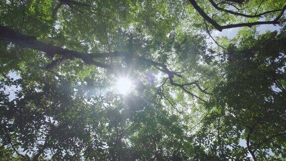 树叶太阳射线剪影天空春天森林