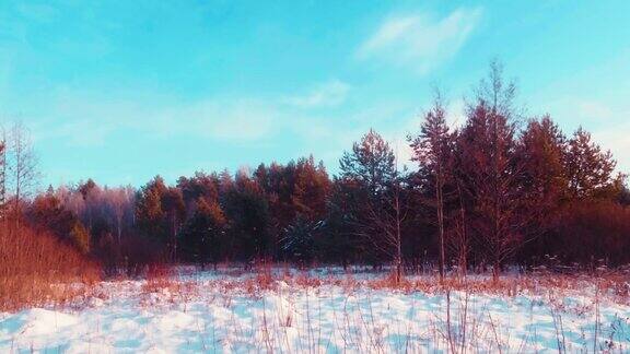 日落时分的冬日森林平移镜头