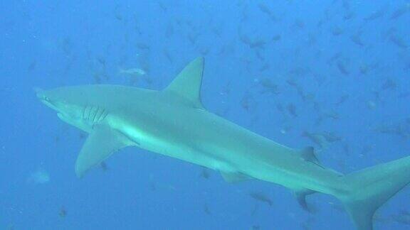 大鲨鱼在加拉帕戈斯群岛海洋水下景观背景