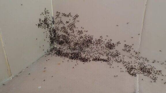黑蚂蚁从墙壁的裂缝里爬出来